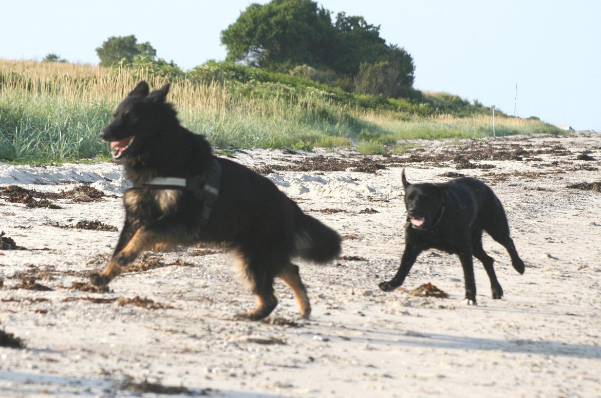 Schæferhund Liva billede 35