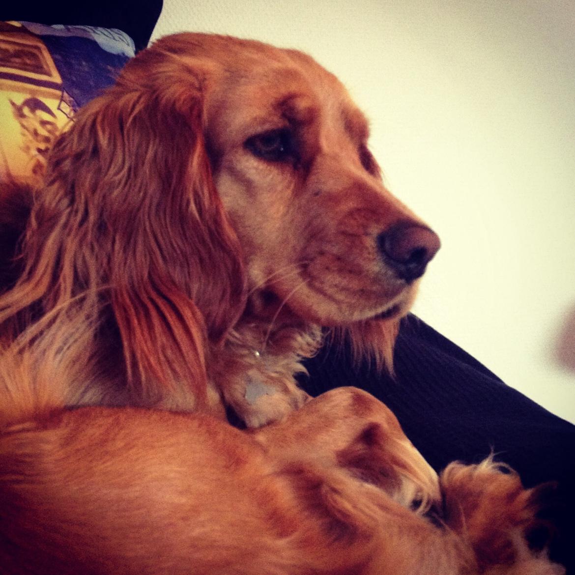 Blanding af racer Molly billede 15