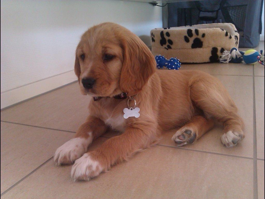 Blanding af racer Molly billede 2