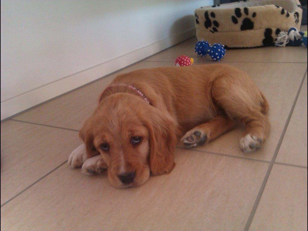 Blanding af racer Molly billede 3