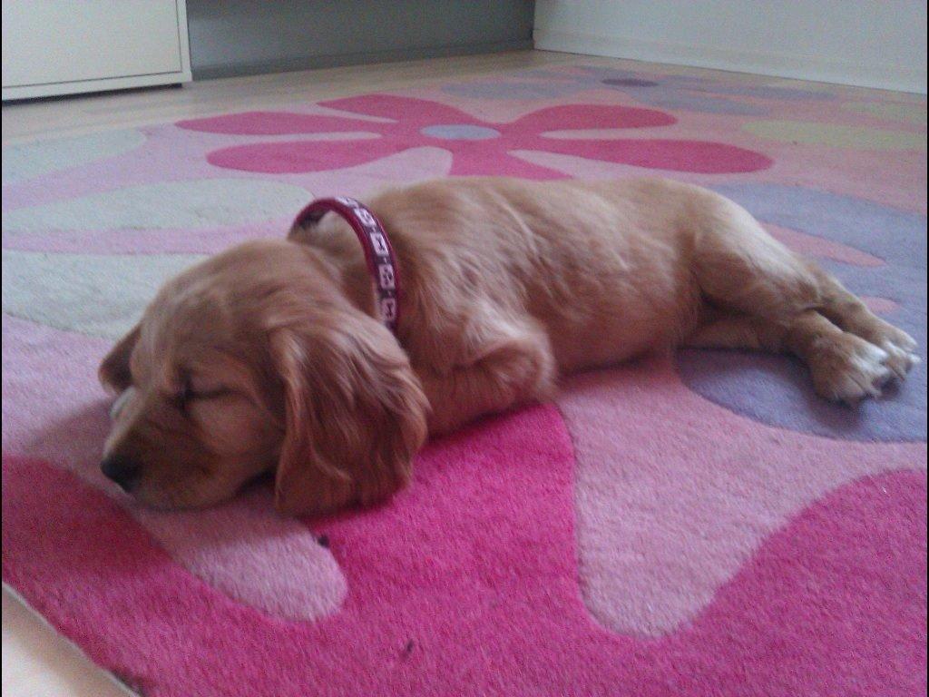 Blanding af racer Molly billede 4