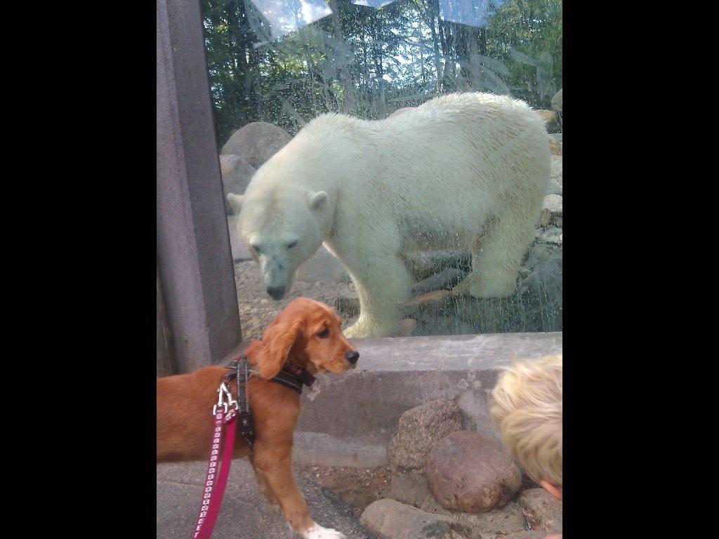 Blanding af racer Molly billede 6