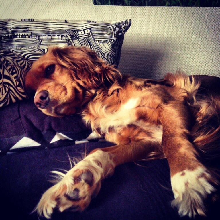 Blanding af racer Molly billede 5