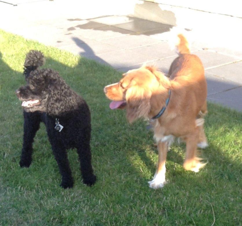 Blanding af racer Molly billede 8