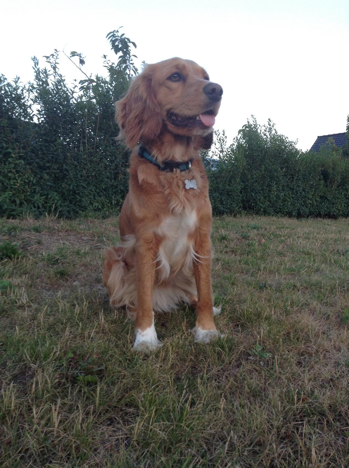 Blanding af racer Molly billede 9