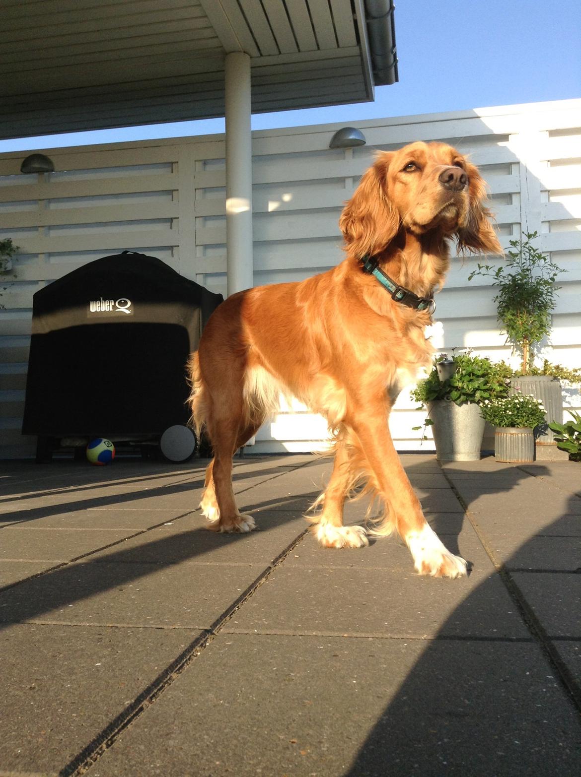 Blanding af racer Molly billede 10