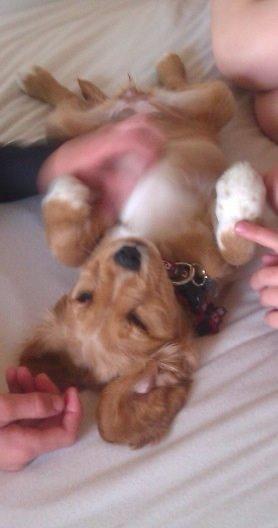 Blanding af racer Molly billede 11