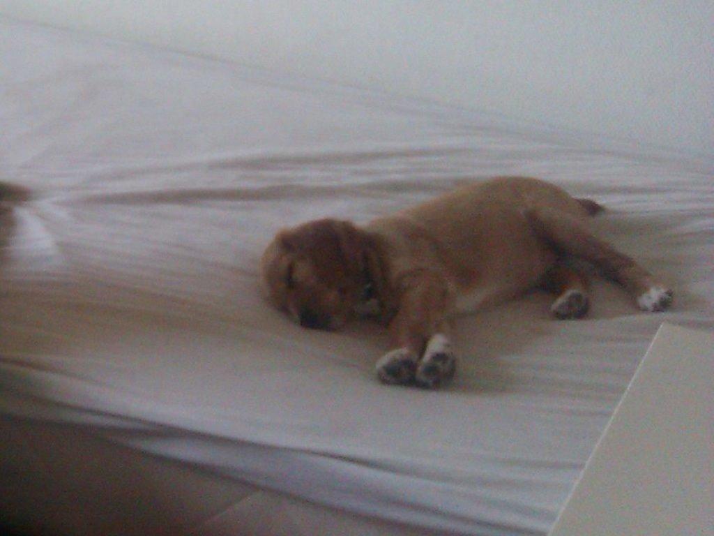 Blanding af racer Molly billede 12