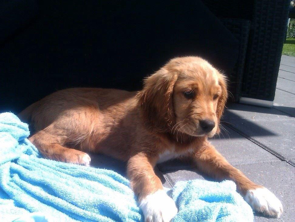 Blanding af racer Molly billede 13