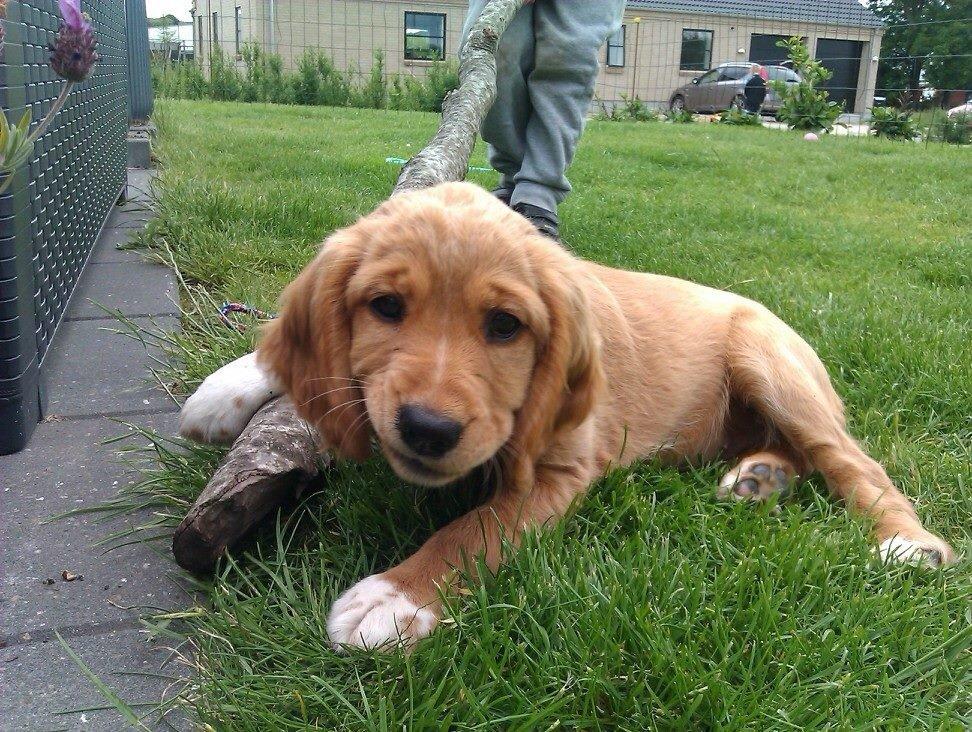 Blanding af racer Molly billede 14