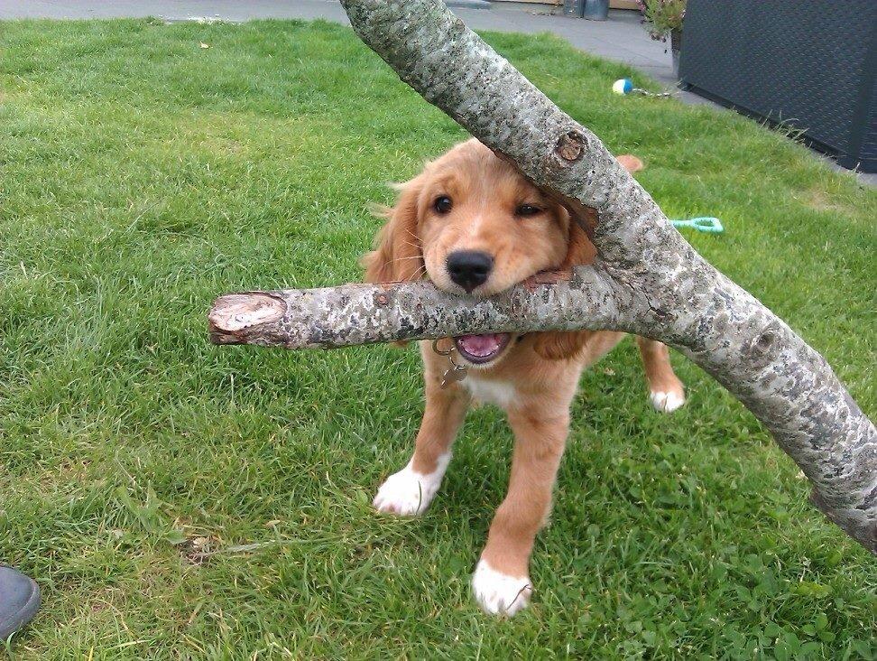 Blanding af racer Molly billede 1