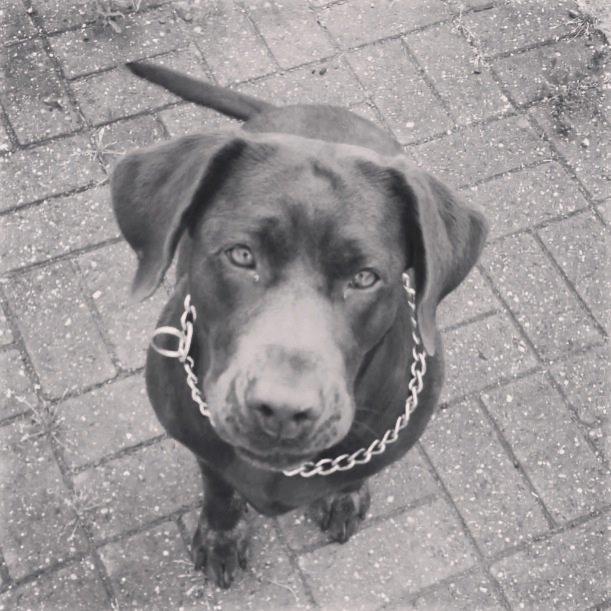 Labrador retriever Nusser billede 29