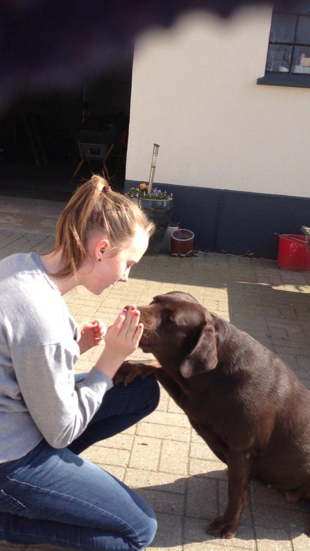 Labrador retriever Nusser billede 2