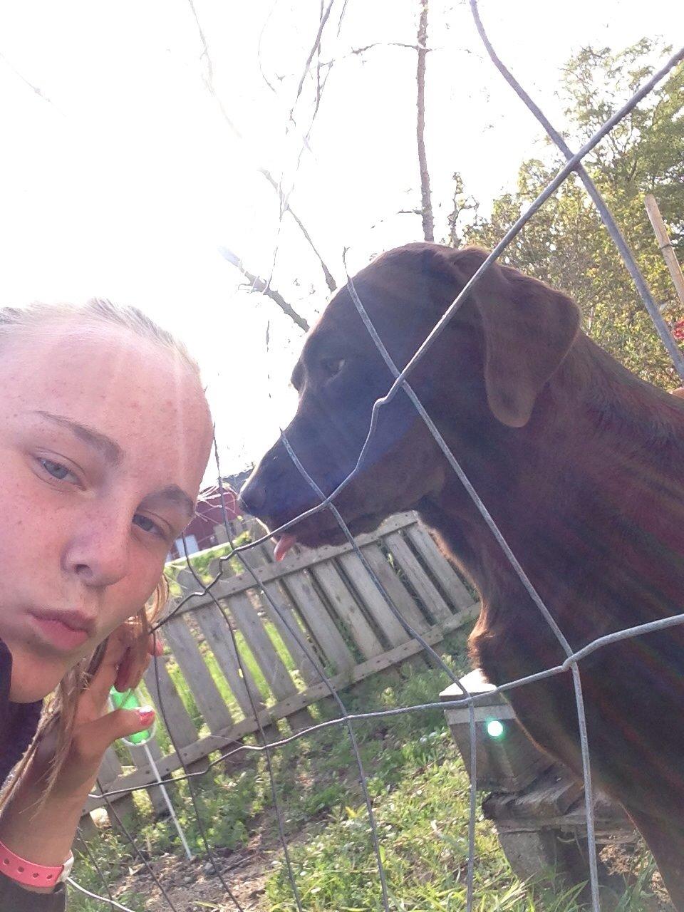 Labrador retriever Nusser billede 5