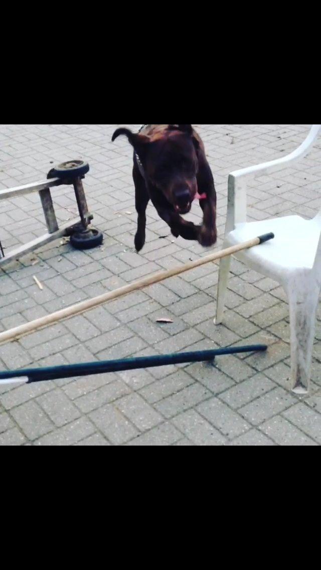 Labrador retriever Nusser billede 10