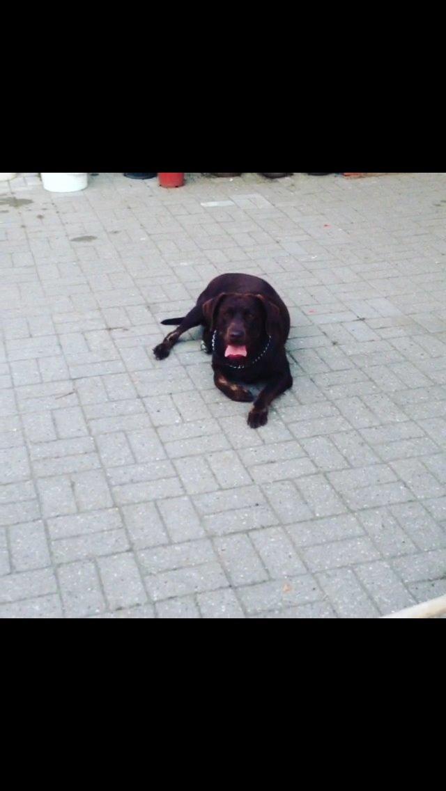 Labrador retriever Nusser billede 12