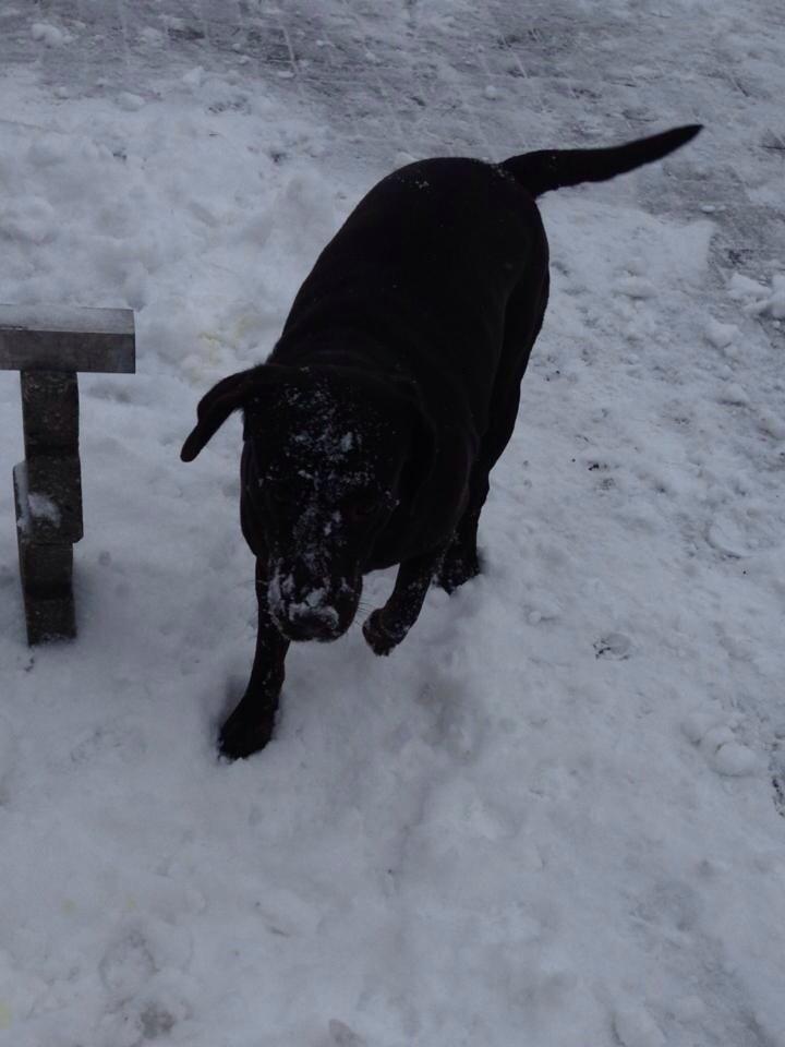 Labrador retriever Nusser billede 15