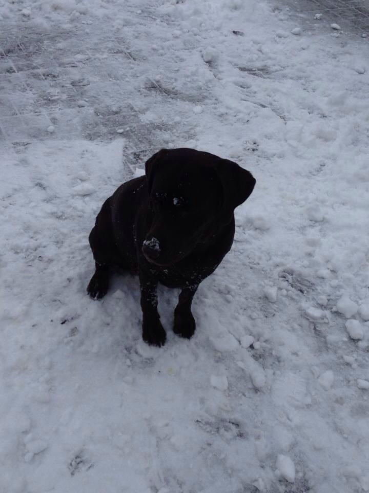 Labrador retriever Nusser billede 17