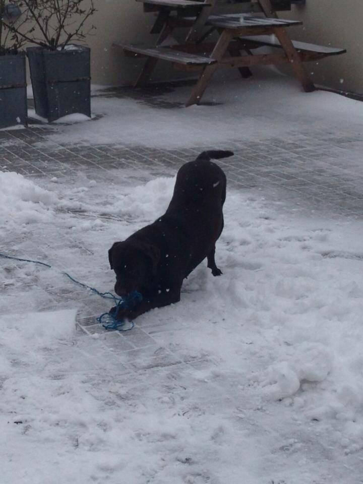 Labrador retriever Nusser billede 19