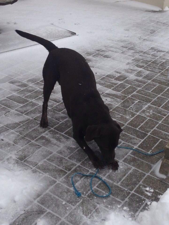 Labrador retriever Nusser billede 20