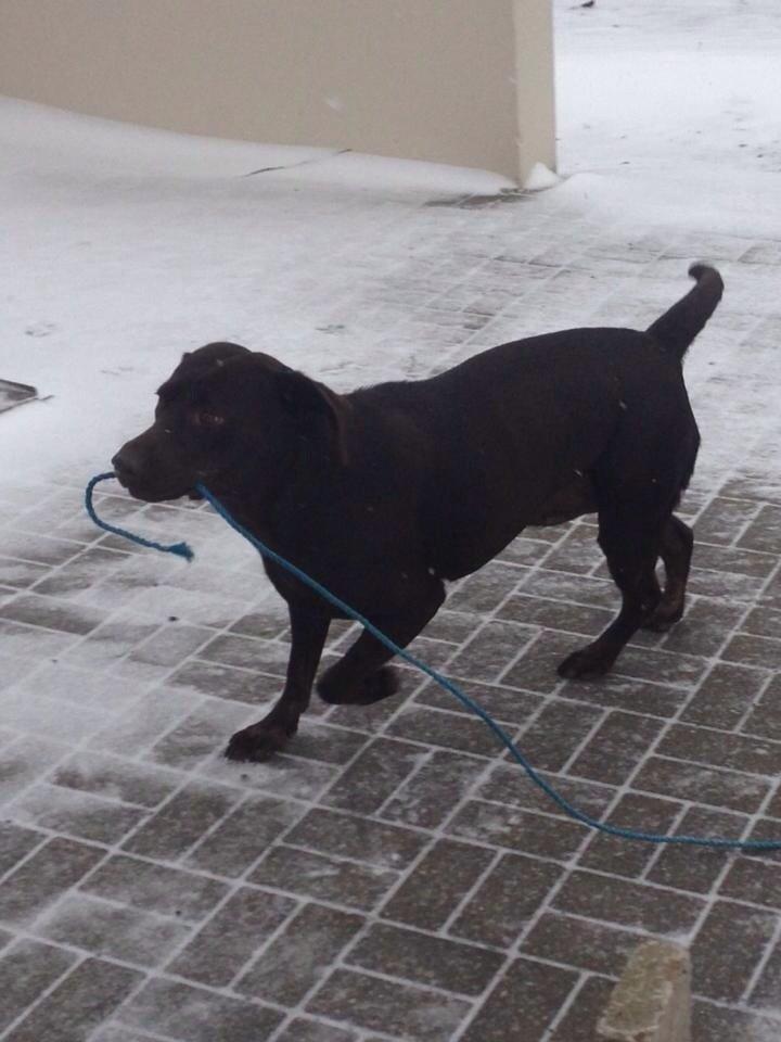 Labrador retriever Nusser billede 21