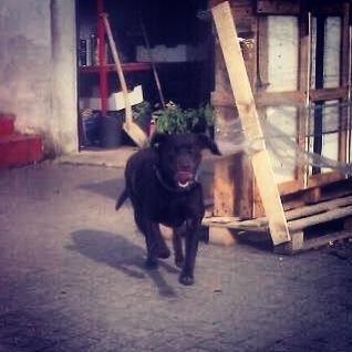 Labrador retriever Nusser billede 22