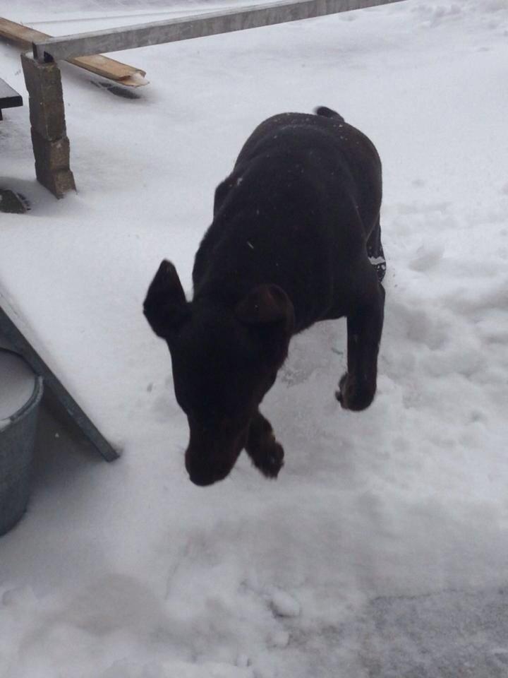 Labrador retriever Nusser billede 23