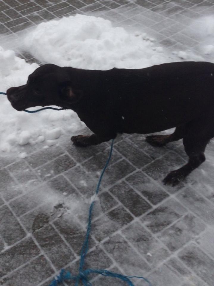 Labrador retriever Nusser billede 24