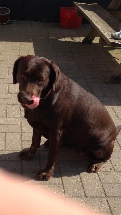 Labrador retriever Nusser billede 25