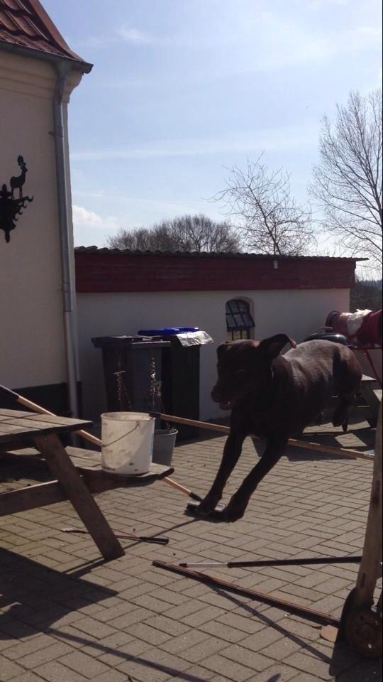 Labrador retriever Nusser billede 26