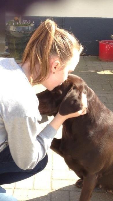 Labrador retriever Nusser billede 28