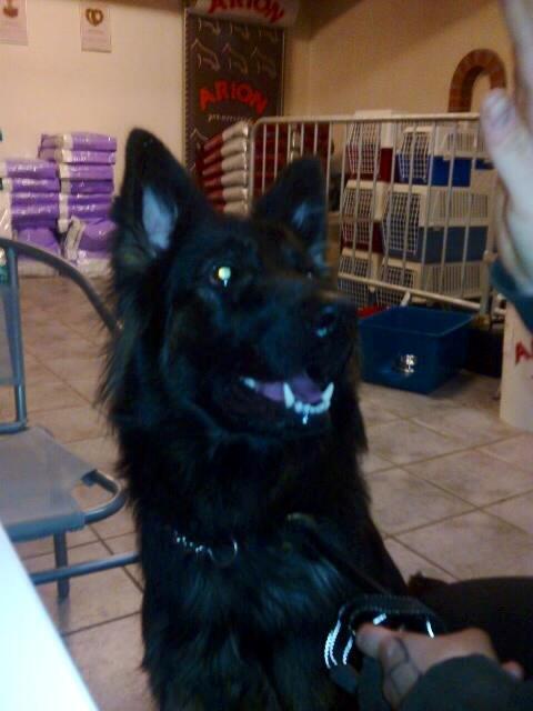 Schæferhund Freja billede 14