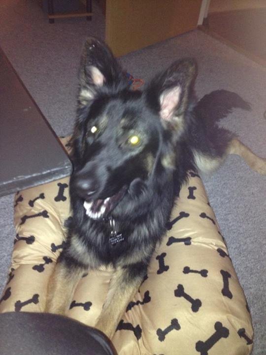 Schæferhund Freja billede 15