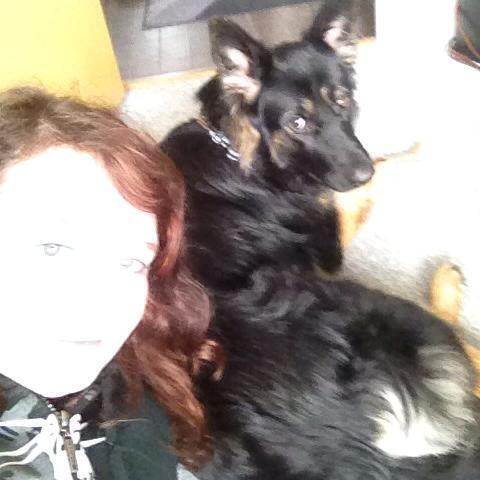 Schæferhund Freja billede 16