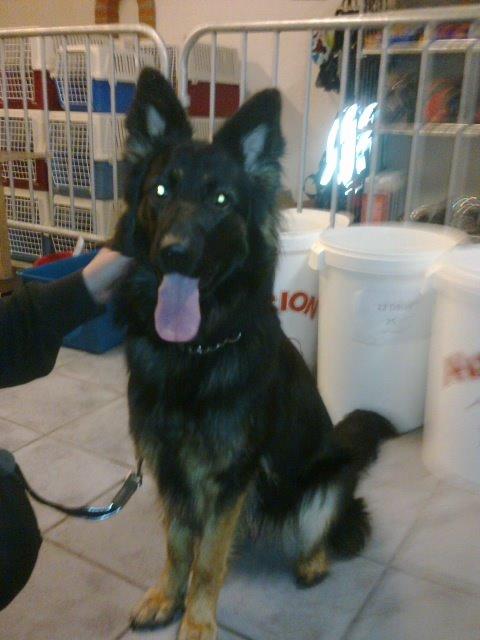 Schæferhund Freja billede 17