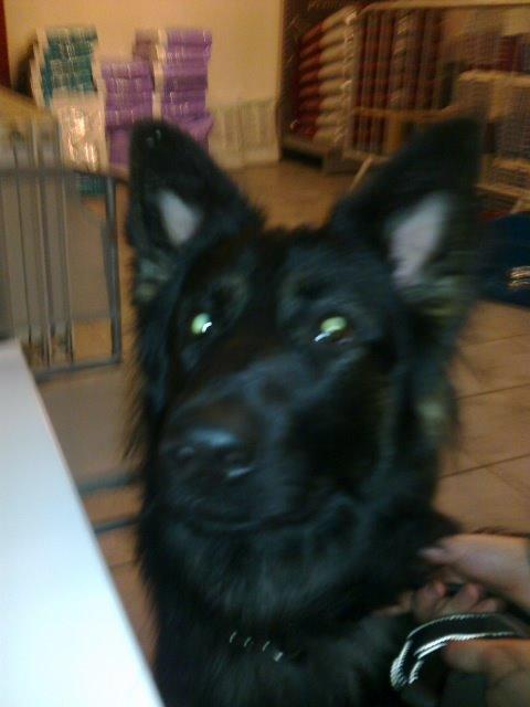 Schæferhund Freja billede 18