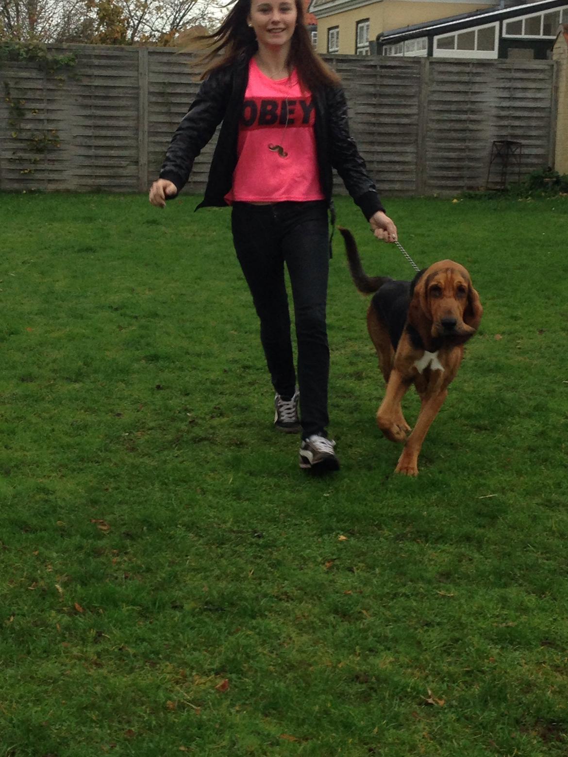 Blodhund Balder billede 1