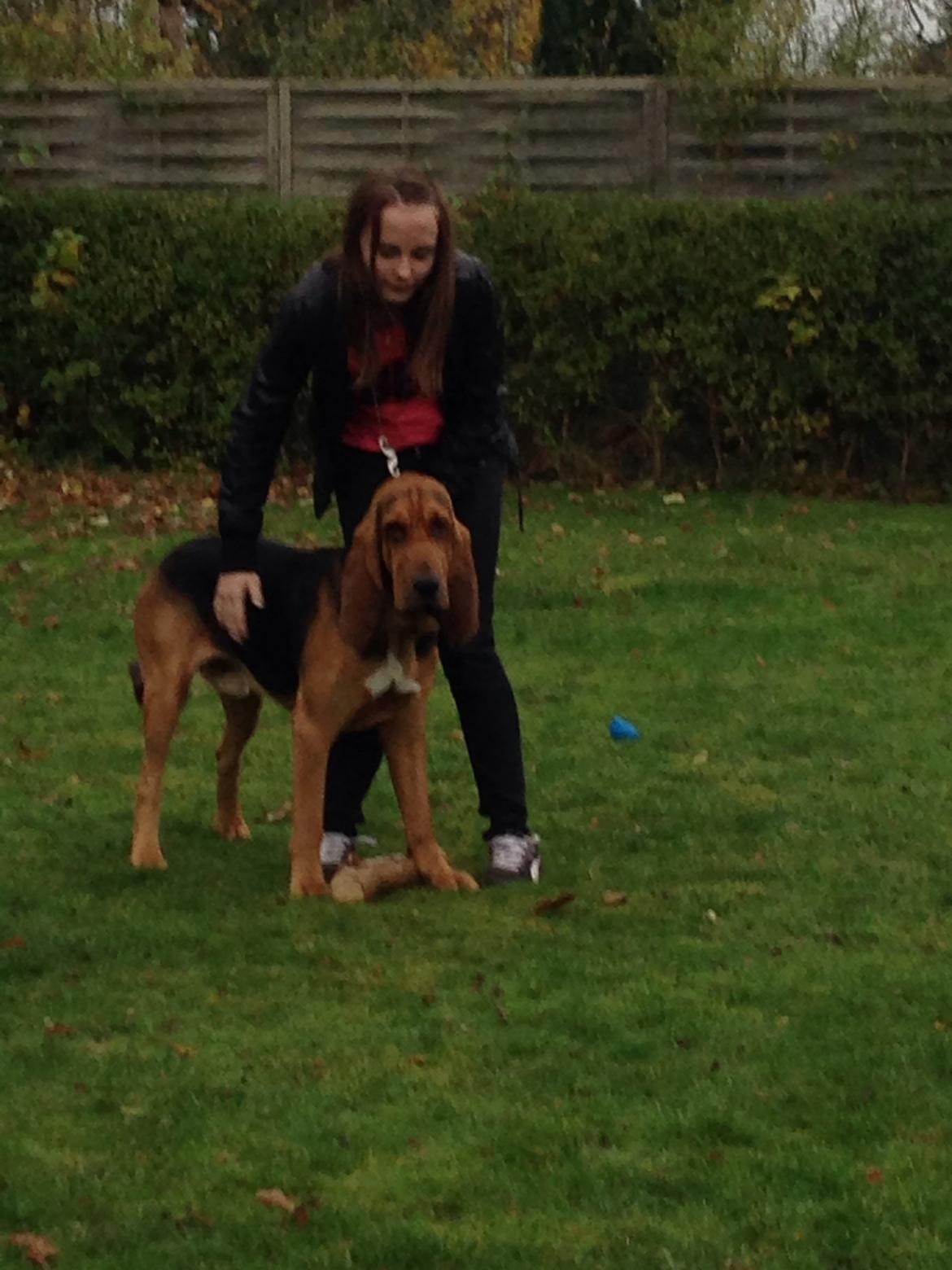 Blodhund Balder billede 2