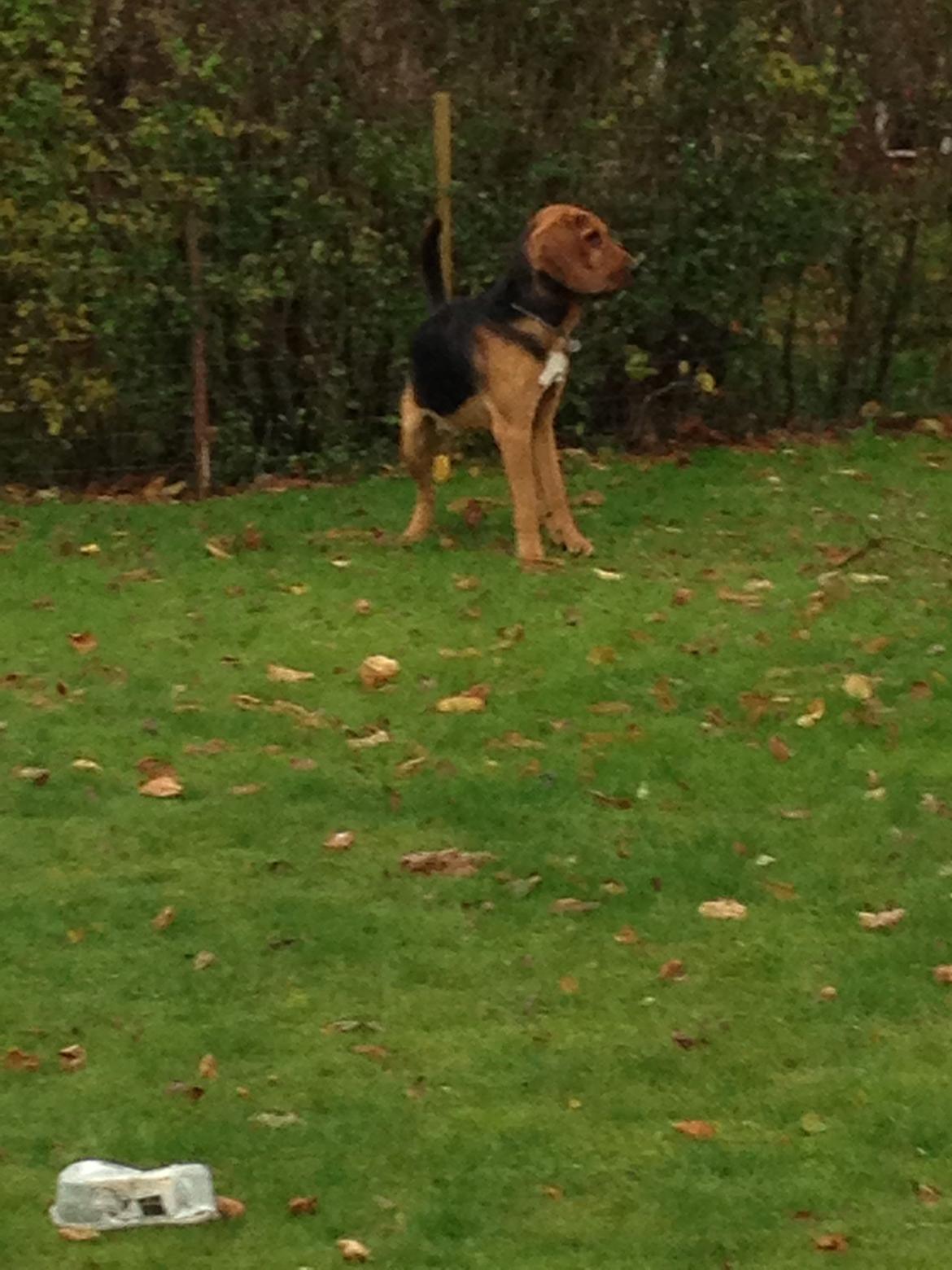 Blodhund Balder billede 3