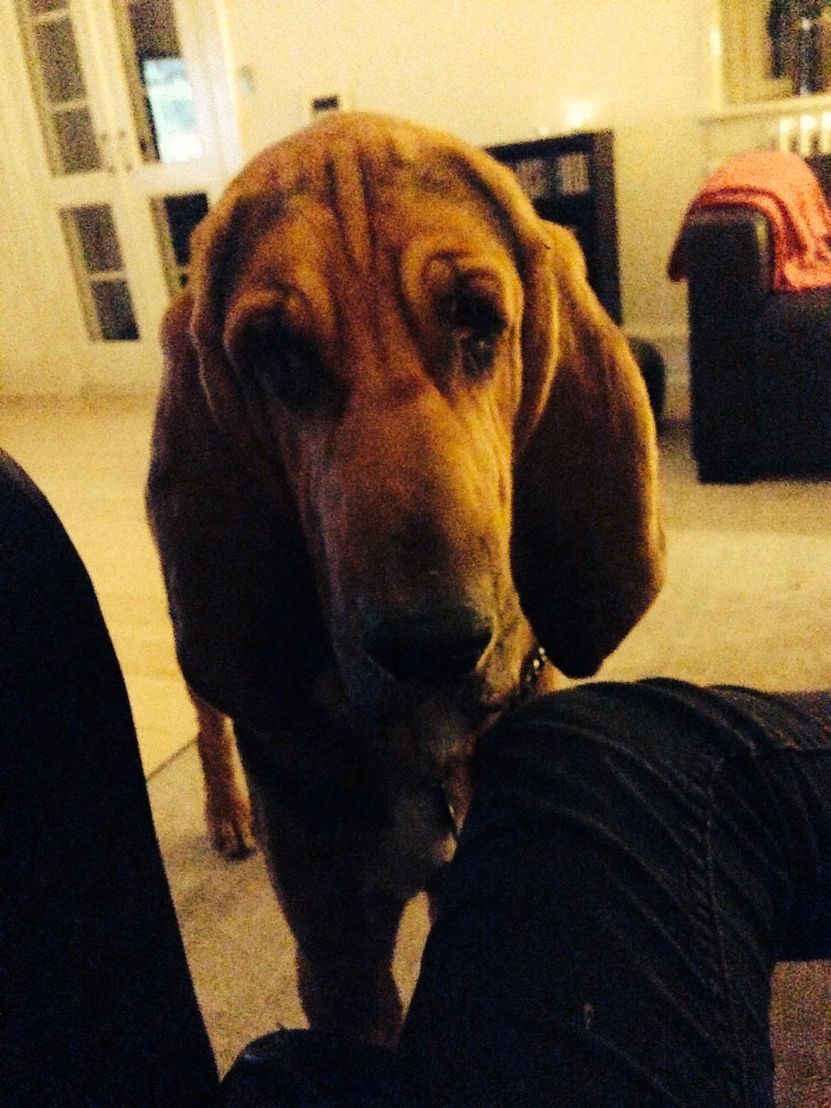 Blodhund Balder billede 4