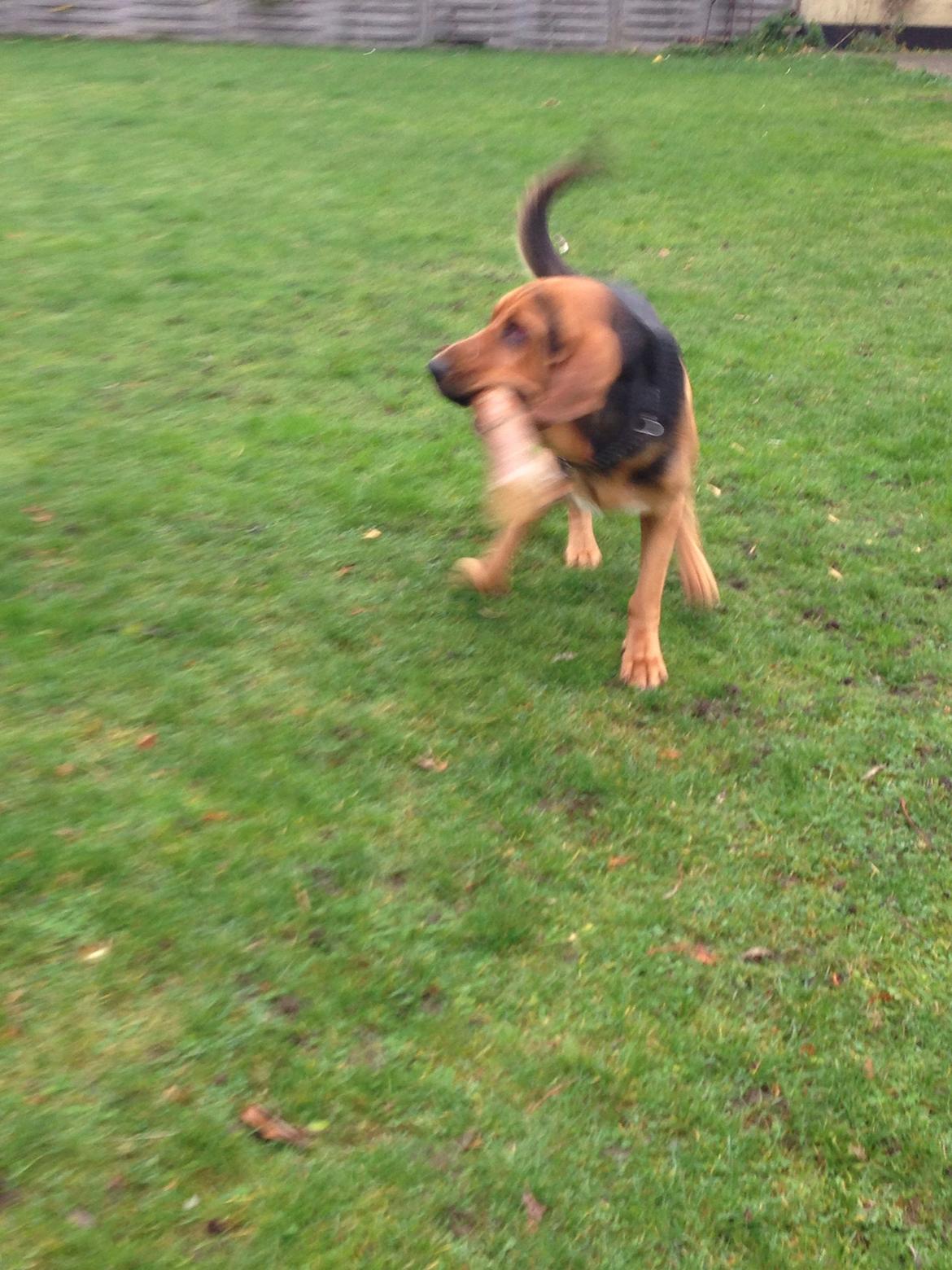 Blodhund Balder billede 6