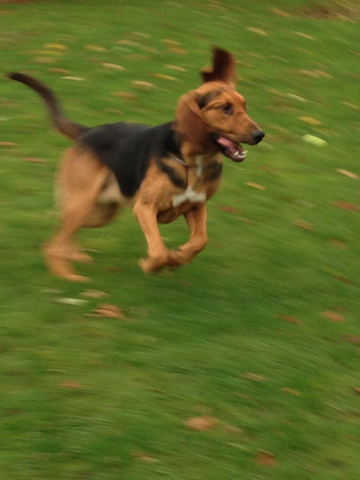 Blodhund Balder billede 7