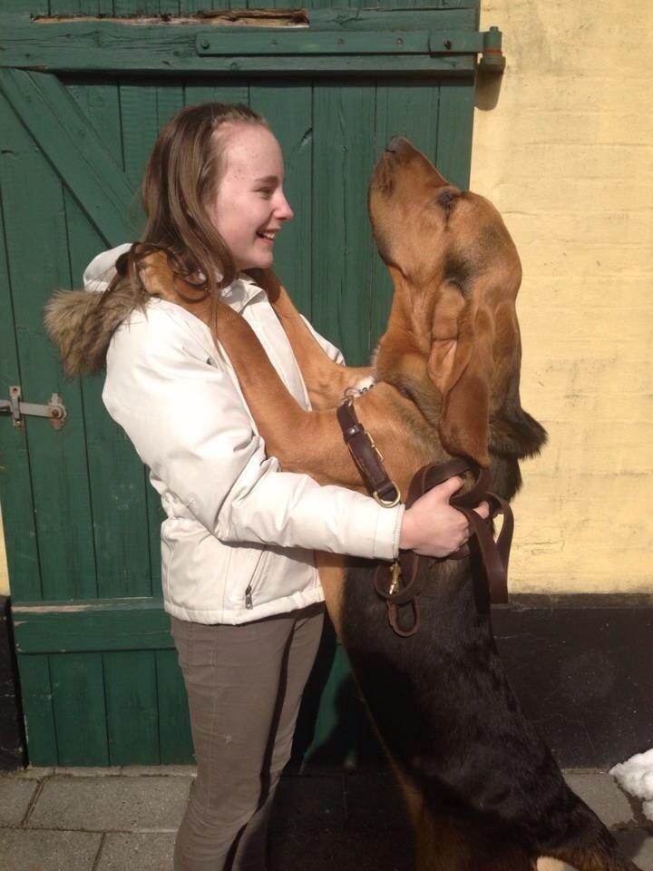 Blodhund Balder billede 8