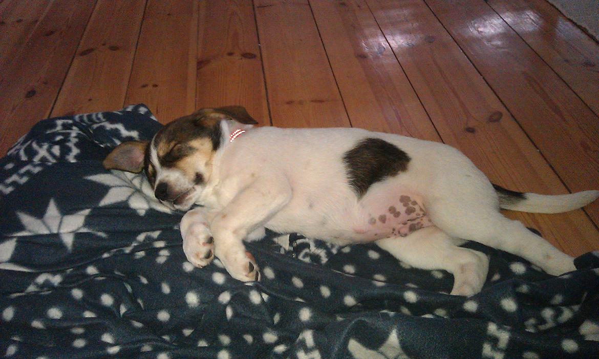 Blanding af racer Jago - Lille baby jago på første dag hos os  billede 1