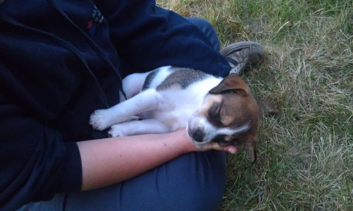 Blanding af racer Jago - Den dag vi valgte ham:) Han tissede på mig to gange og sov middagslur på en time på skødet af mig! Helt solgt over bettemanden :) billede 2