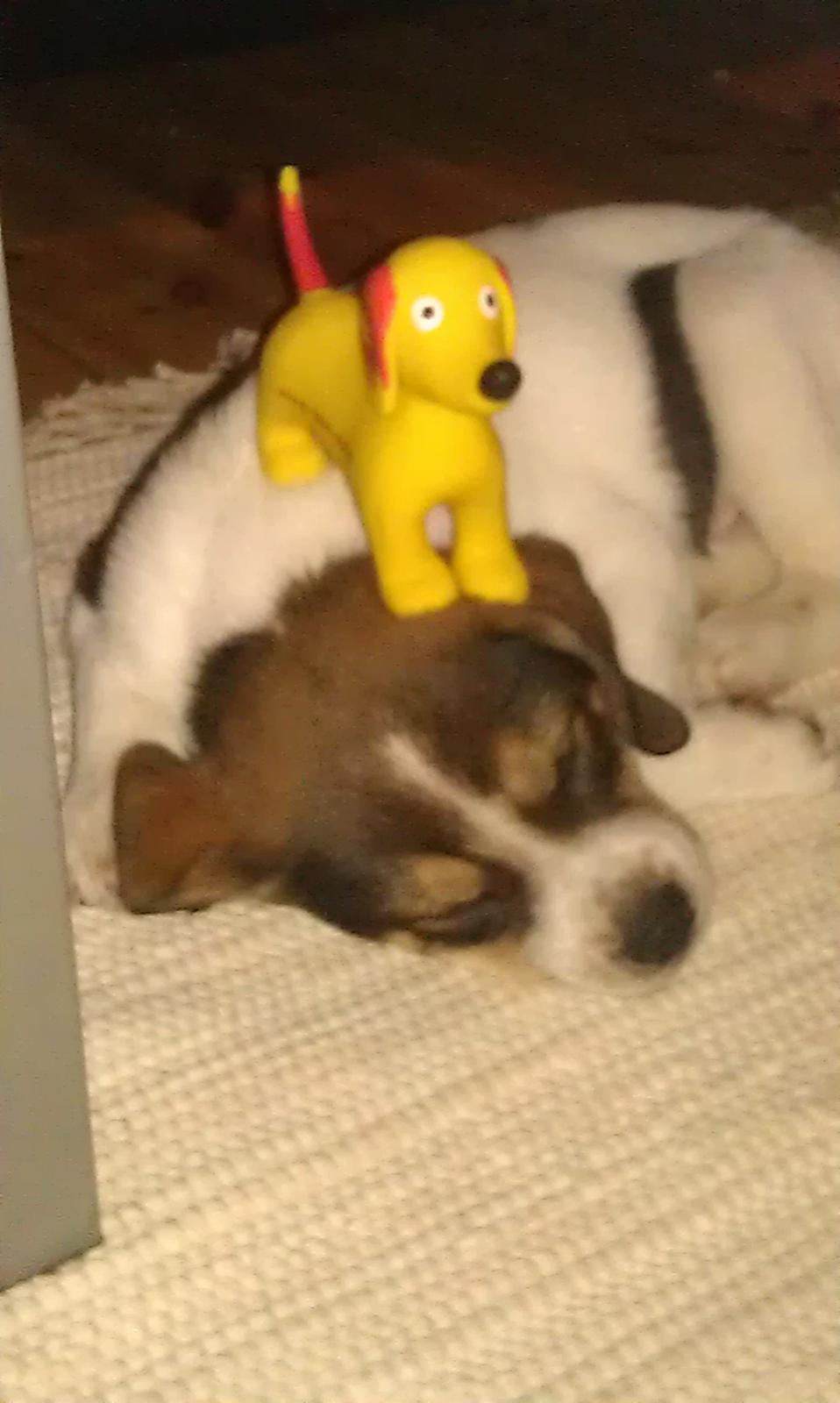 Blanding af racer Jago - Vi sover tungt ...  billede 3