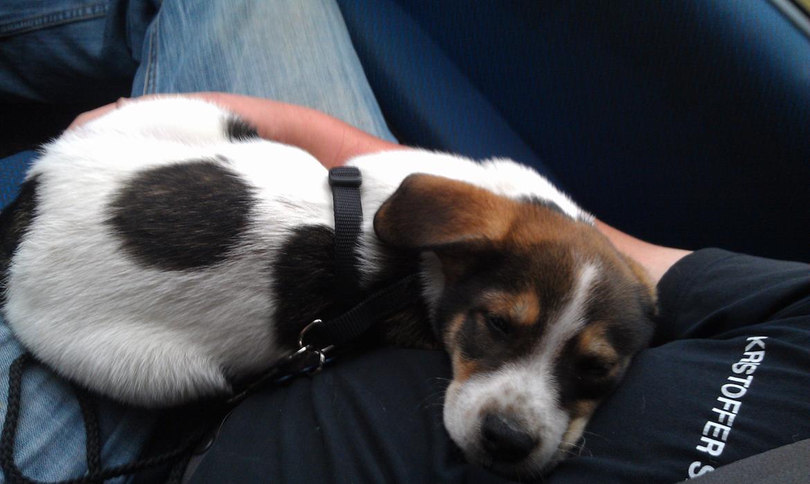 Blanding af racer Jago - og rart :) billede 5