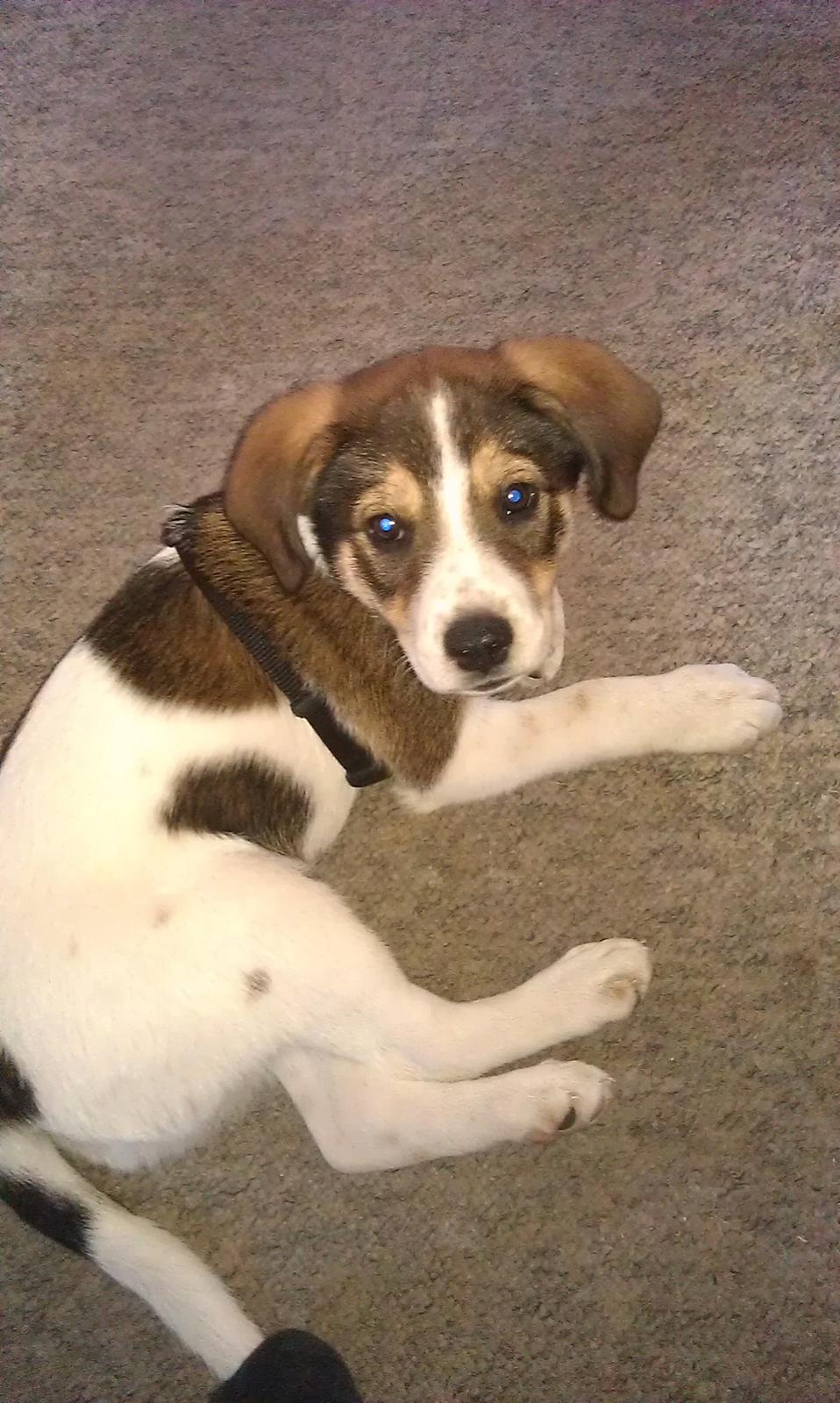 Blanding af racer Jago billede 6