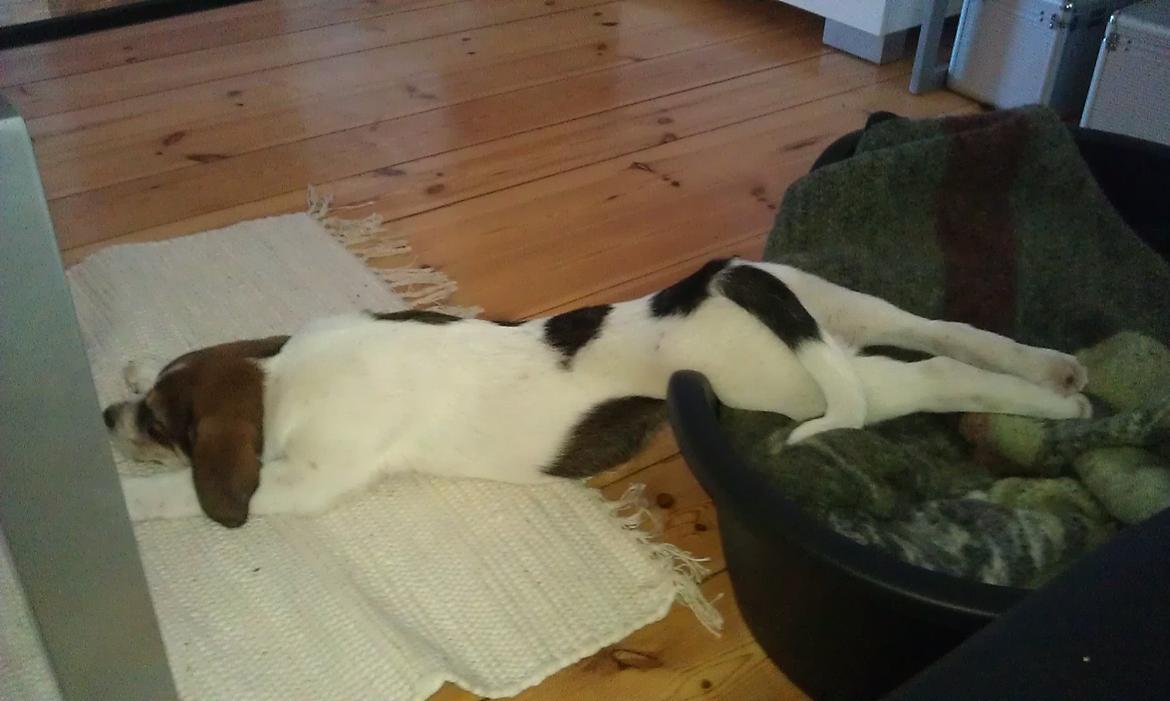 Blanding af racer Jago - klunte!:) billede 7