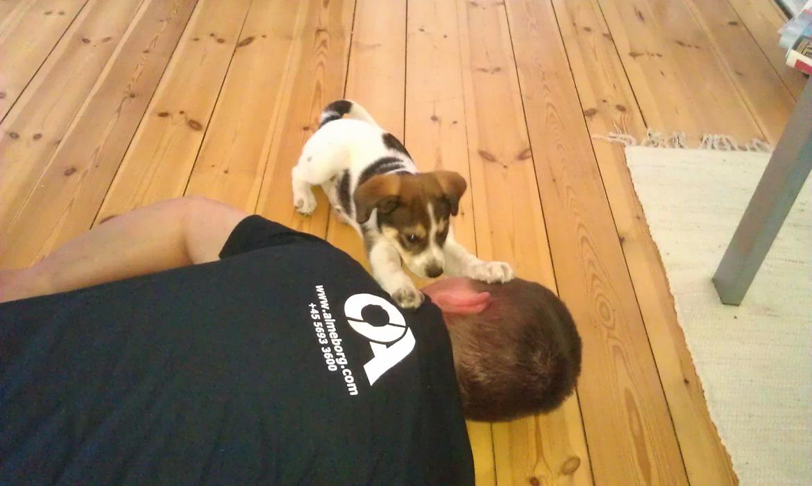 Blanding af racer Jago billede 8